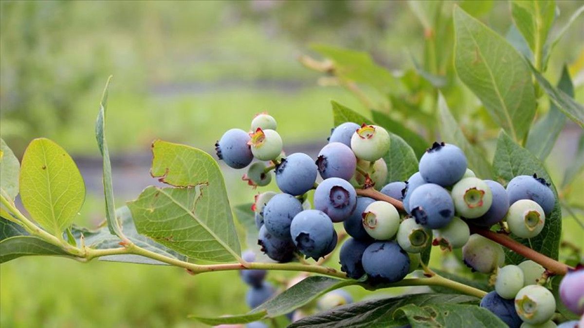 Anti-Kanser Odaklı Beslenme: Doğru Gıdalarla Savunmayı Güçlendirme