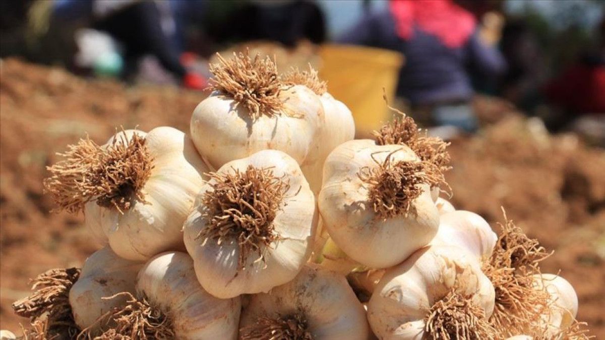 Anti-Kanser Odaklı Beslenme: Doğru Gıdalarla Savunmayı Güçlendirme