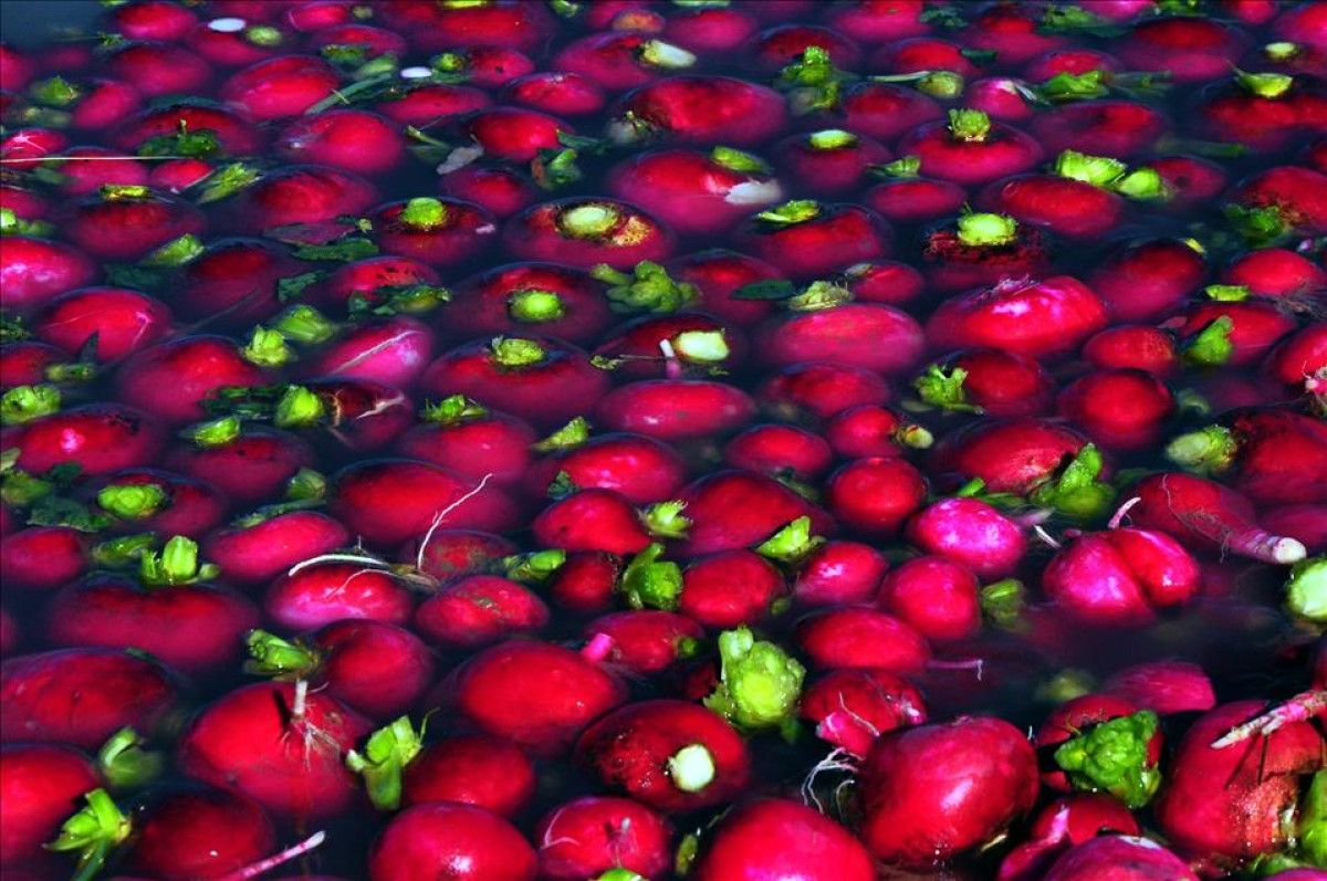 Kırmızı Turpun Sağlık Dolu Yararları: Bağışıklık, Sindirim ve Cilt İçin Önemli Bilgiler