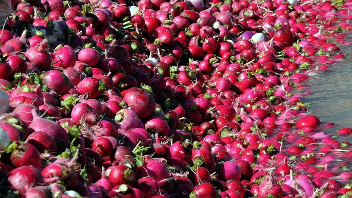 Kırmızı Turpun Sağlık Dolu Yararları: Bağışıklık, Sindirim ve Cilt İçin Önemli Bilgiler