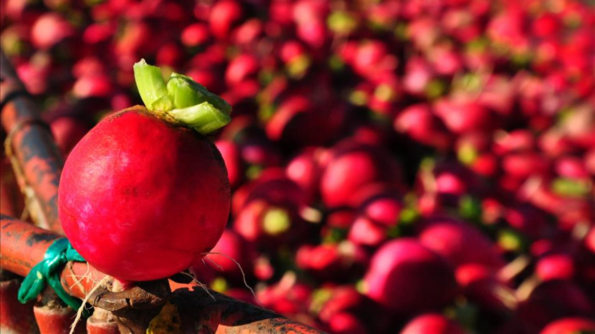 Bağışıklığı güçlendiriyor, kalbe iyi geliyor