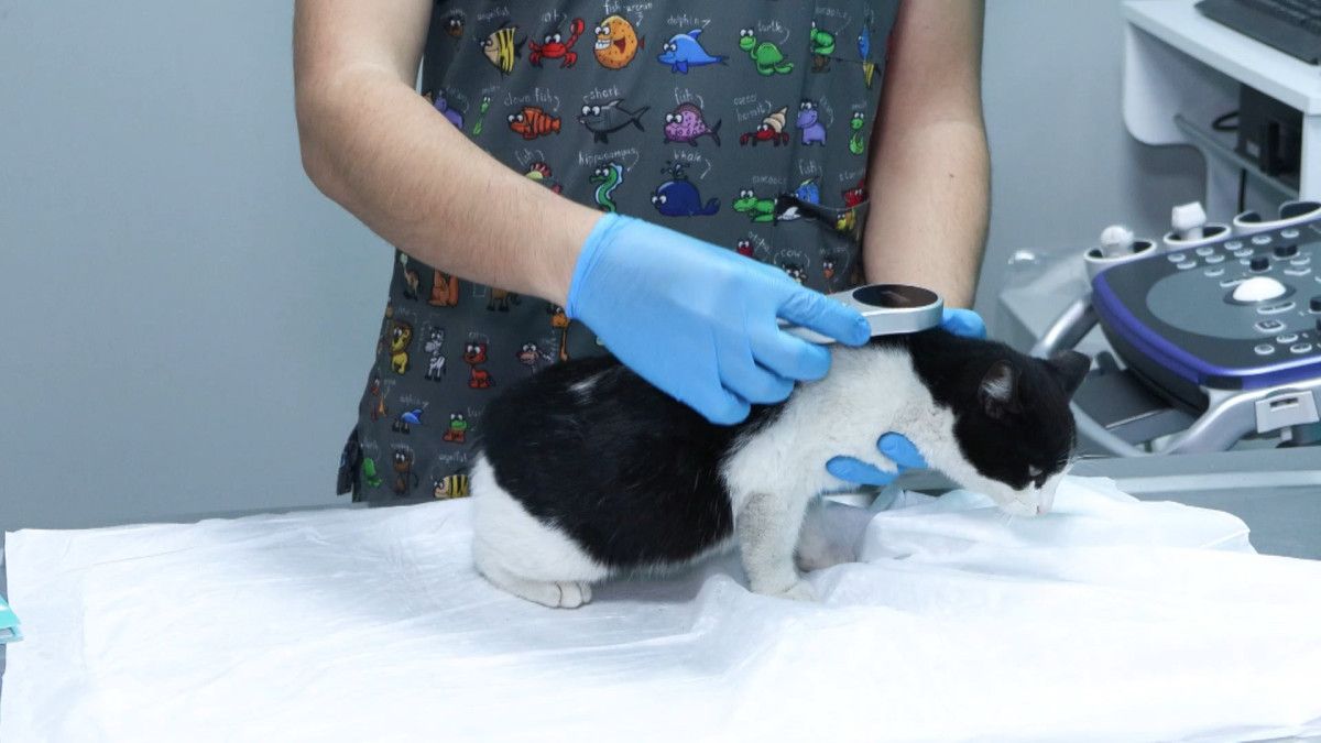 PETVET Sistemiyle Evcil Hayvan Kayıt Zorunluluğu: Çip Uygulaması ve Takip Çalışmaları