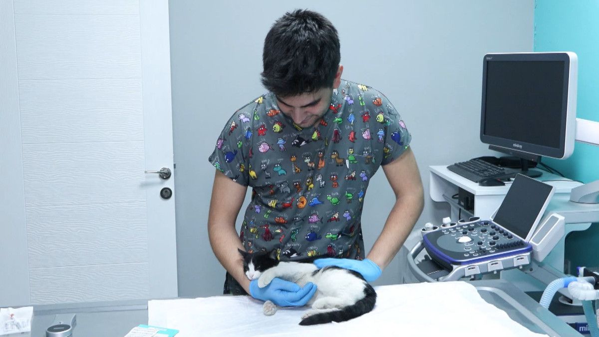 PETVET Sistemiyle Evcil Hayvan Kayıt Zorunluluğu: Çip Uygulaması ve Takip Çalışmaları