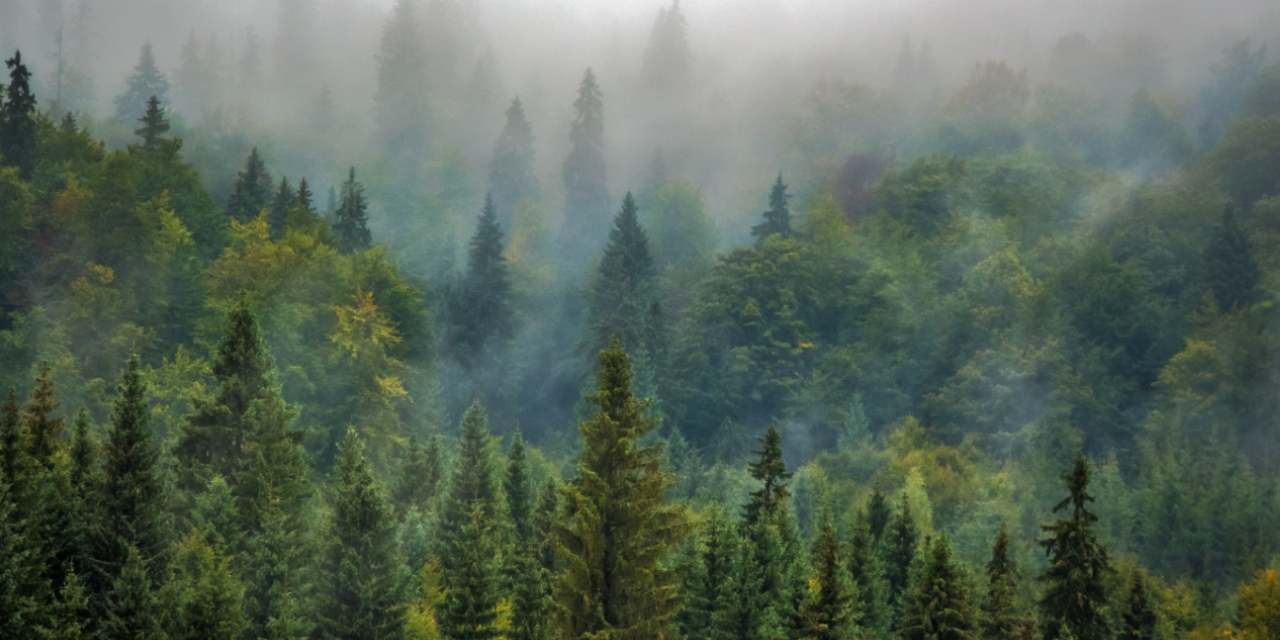 21 ilde orman sınırları yeniden belirlendi