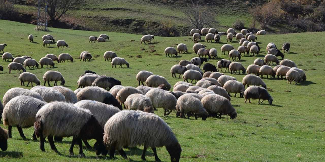 Hayvancılıkta devrim