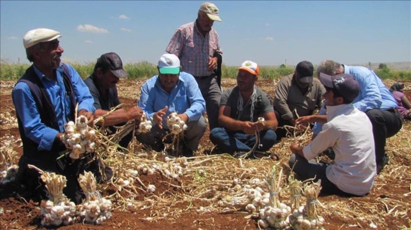 TÜİK 2025 Tarımsal İşletme İşgücü Ücret Yapısı Değerlendirmesi