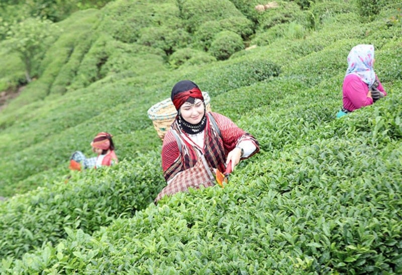 TÜİK 2025 Tarımsal İşletme İşgücü Ücret Yapısı Değerlendirmesi