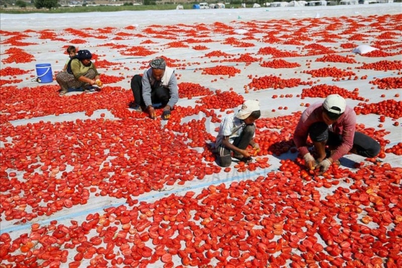 TÜİK 2025 Tarımsal İşletme İşgücü Ücret Yapısı Değerlendirmesi