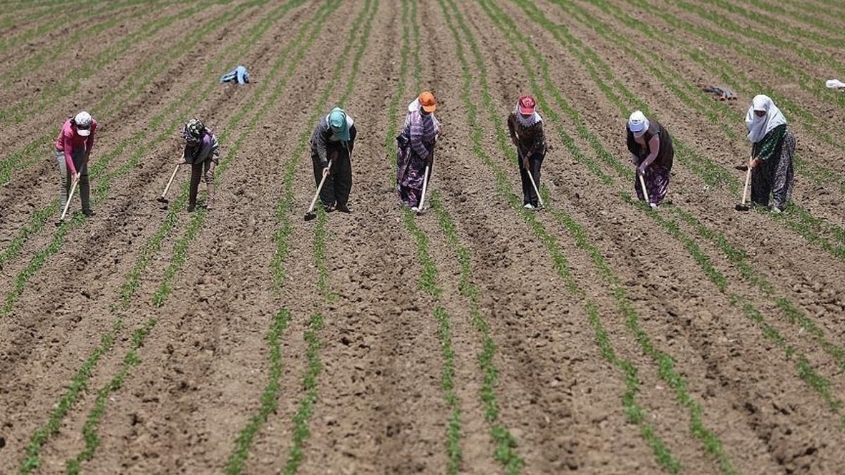 Tarım işçilerinin günlük ücreti 2025’te arttı!