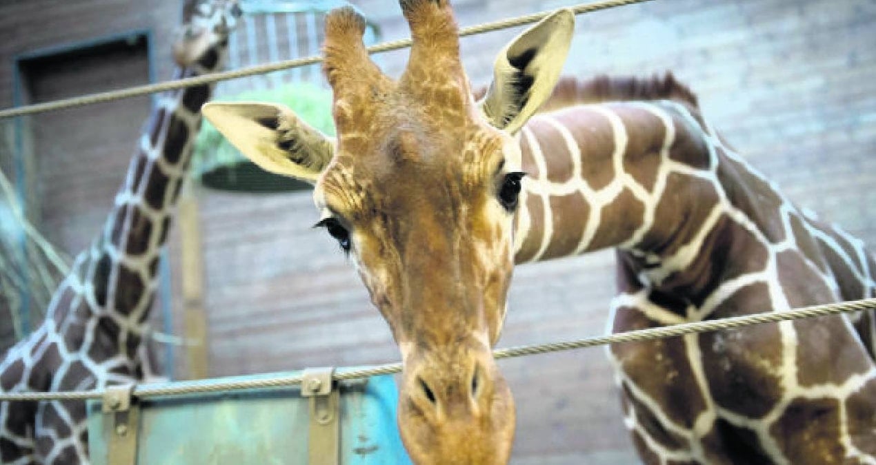 Tek bir bedende at, zürafa ve zebra dünyaya geldi