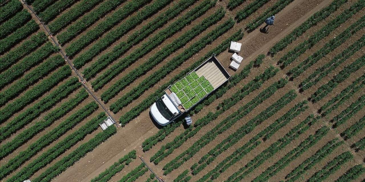 Tarım Maliyetlerinde Ocak Ayı Gidişatı: Alt Grup Bazında Yükselişler ve Sınırlar