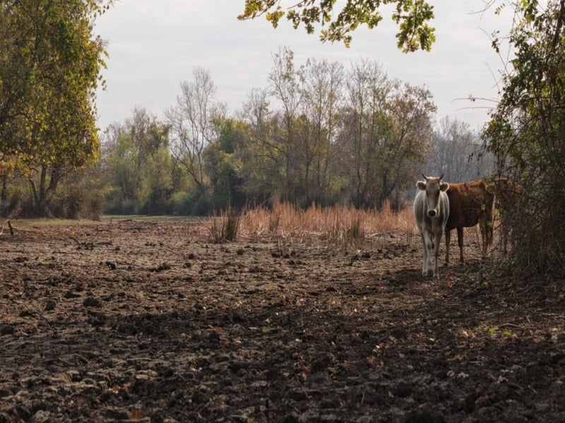 Karacabey Longozu’nda Su Seviyesi Yeniden Yükseliyor: Ekolojik Denge Geri Geliyor
