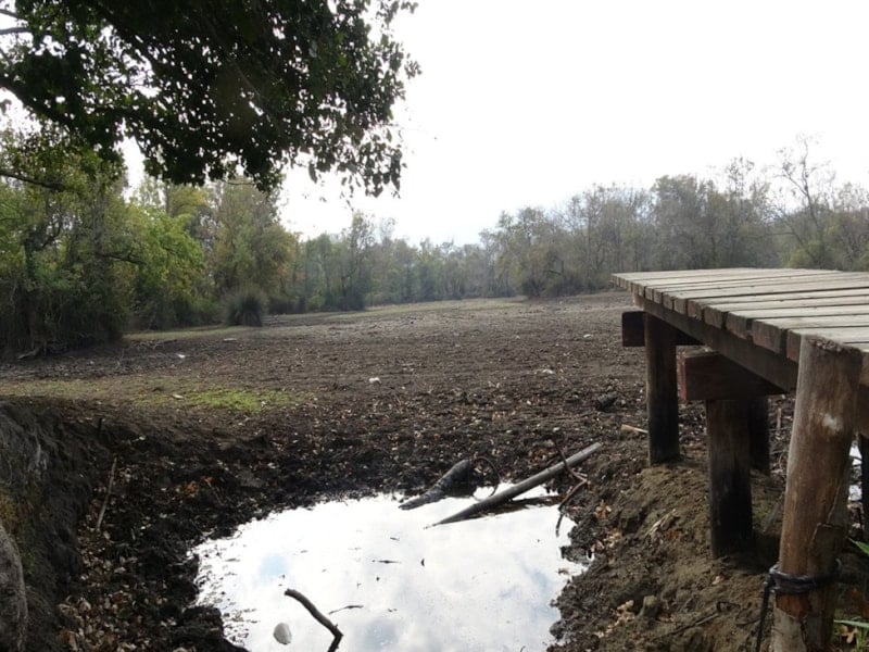 Karacabey Longozu’nda Su Seviyesi Yeniden Yükseliyor: Ekolojik Denge Geri Geliyor