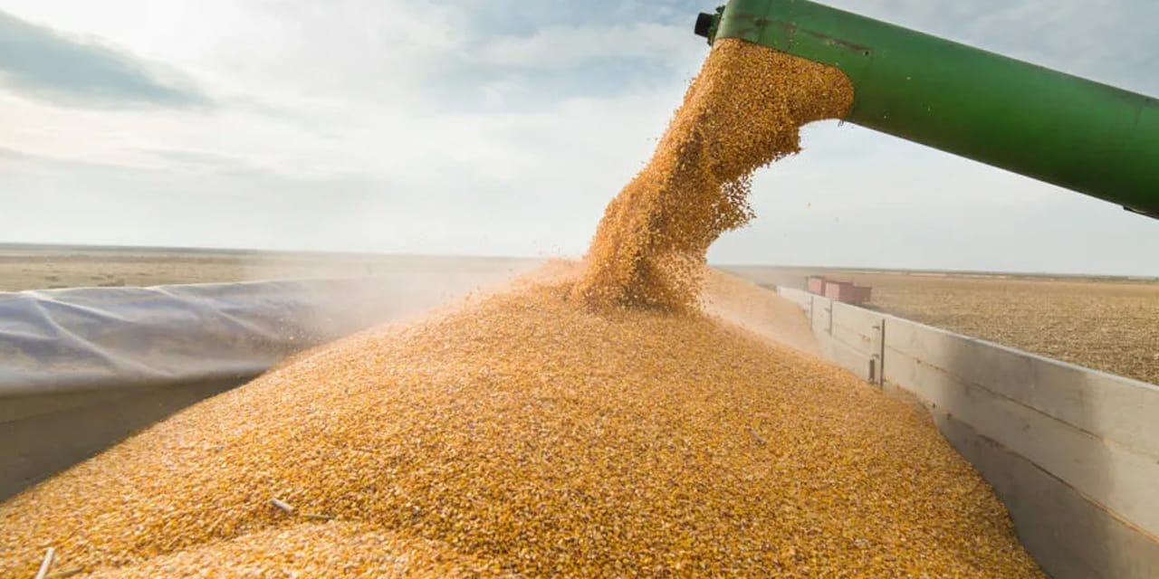 FAO Mart Dünya Gıda Fiyat Endeksi ve Tahıl Görünümü: Enerji Güncel Faktörler ve Üretim Riskleri