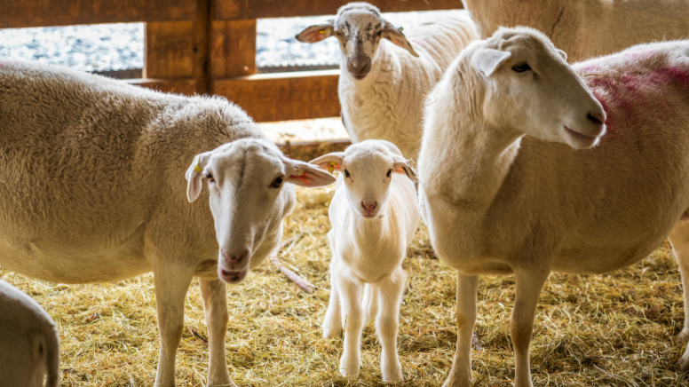 Kurban Bayramı Fiyatları 2026: Küçükbaş ve Büyükbaş Hayvanların Güncel Bedelleri