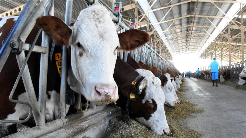 Kurban Bayramı Fiyatları 2026: Küçükbaş ve Büyükbaş Hayvanların Güncel Bedelleri