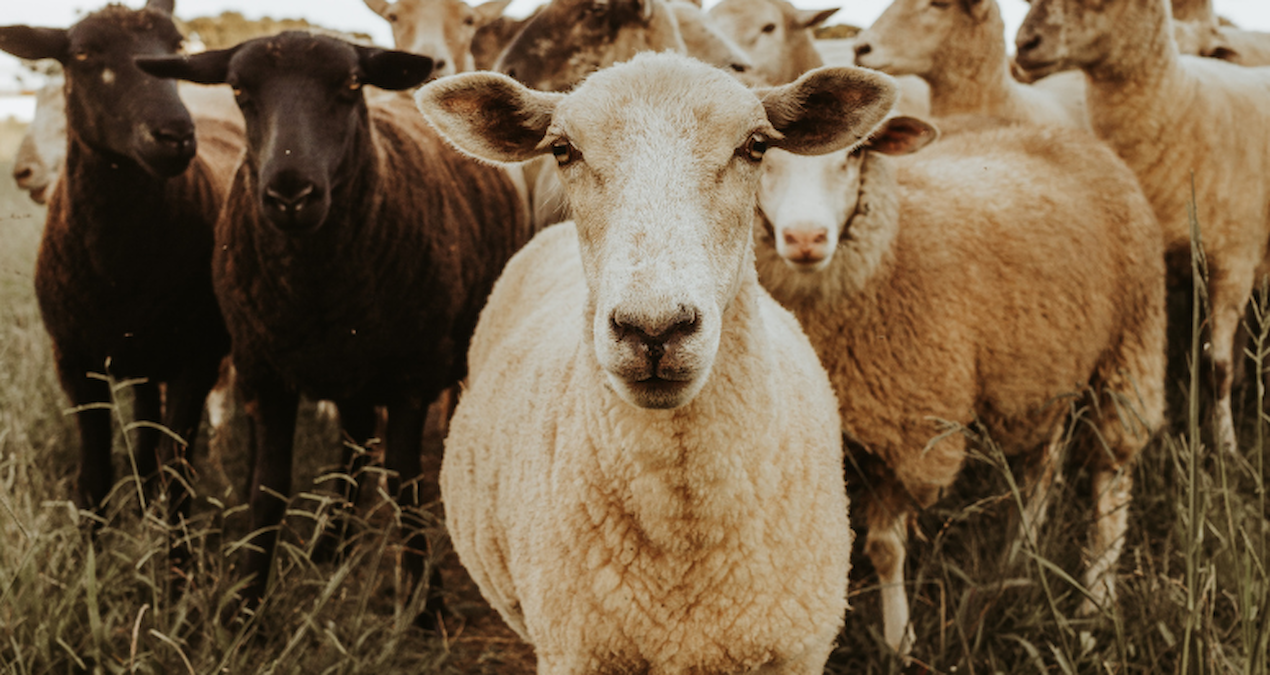 Sayılı günler kala kurbanlık fiyatları açıklandı