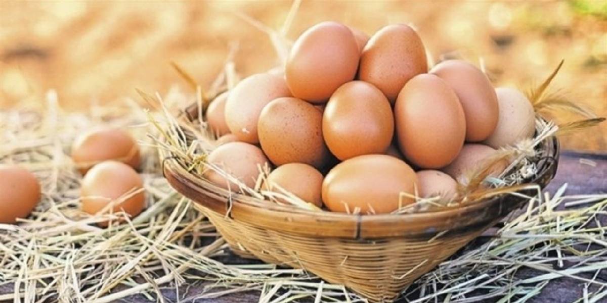 TÜİK 2026 Şubat Kümes Hayvancılığı Üretim Raporu: Yumurta ve Tavuk Eti Üretiminde İlk İki Ay Parlak, Şubat'ta Durgunluk